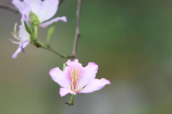 Árbol Orquídea Púrpura Bauhinia Variegata Una Especie Planta — Foto de Stock