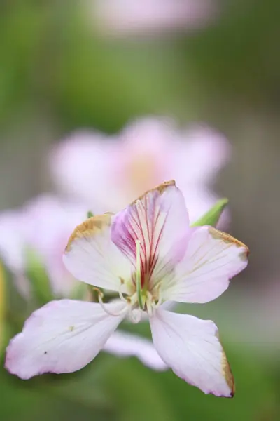 紫色の蘭の木 バウヒニアVariegataは植物の種です — ストック写真