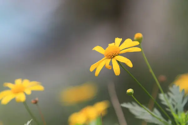 Oxalis Rampant Est Une Mauvaise Herbe Dans Les Jardins Les — Photo