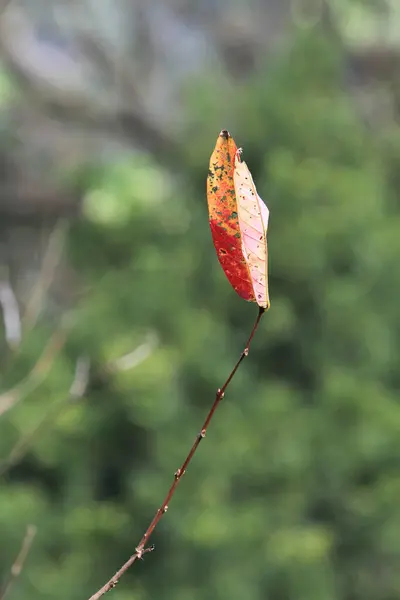 Nature Image Leave Tree Back Ground — Stock Photo, Image