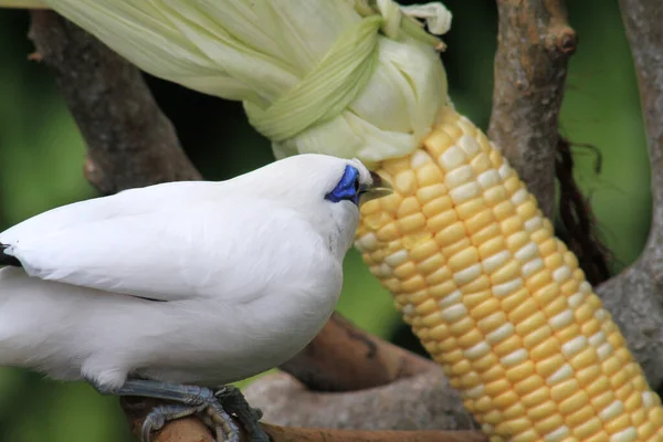 Bali Myna Vogel Het Edward Youde Aviary Hong Kong Park — Stockfoto