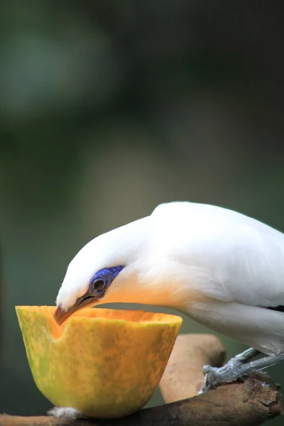 Bali Myna Pták Edward Youde Aviary Hong Kong Park — Stock fotografie