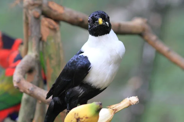Der Schöne Vogel Aus China Dunklen Lebensraum Tierwelt Aus Der — Stockfoto