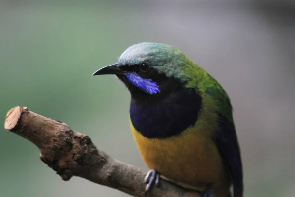 Pássaro Barriga Alaranjada Pode Ser Encontrado Toda Parte Parque — Fotografia de Stock