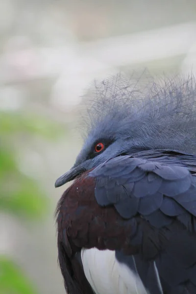 维多利亚皇冠鸽子 离奇鸟Goura Victoria — 图库照片