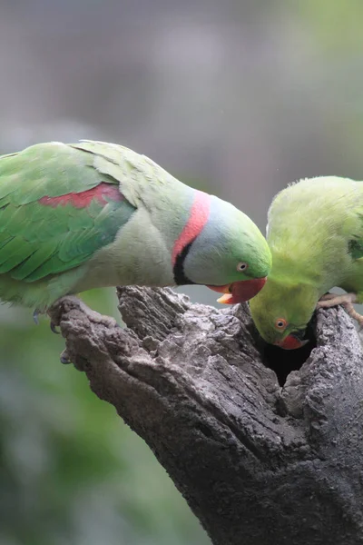 Ярко Зеленые Попугаи Колючки Psittacula Femmeri — стоковое фото