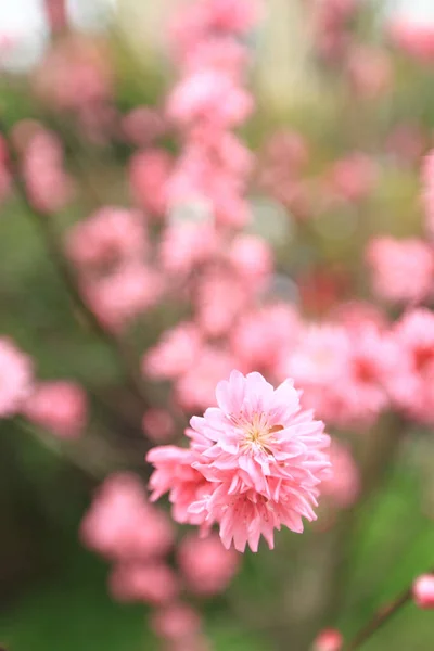 Prunus Serrulata Pink Blossom Spring — Stock Photo, Image