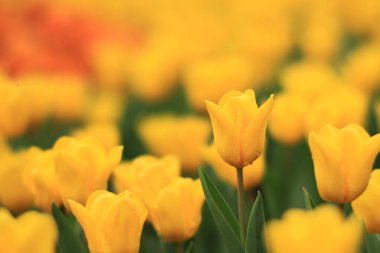 Tulipa 'nın vurulması, Özgür Adam Nisan' da bir bahçede çiçek açtı. 