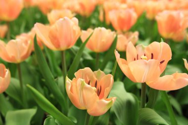 Bahar mevsiminde lale çiçekleriyle dolu tarla, turuncu lale.