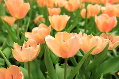 Bahar mevsiminde lale çiçekleriyle dolu tarla, turuncu lale.