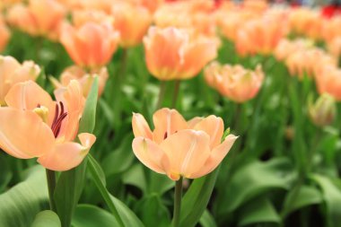 Bahar mevsiminde lale çiçekleriyle dolu tarla, turuncu lale.