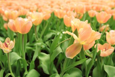 Bahar mevsiminde lale çiçekleriyle dolu tarla, turuncu lale.