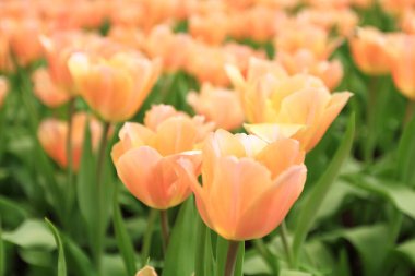 Bahar mevsiminde lale çiçekleriyle dolu tarla, turuncu lale.