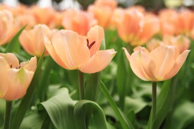 Bahar mevsiminde lale çiçekleriyle dolu tarla, turuncu lale.