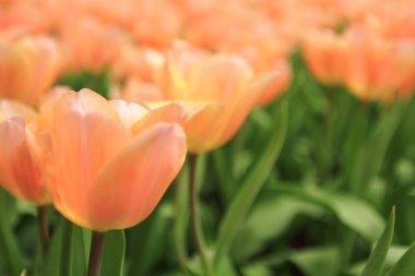 Bahar mevsiminde lale çiçekleriyle dolu tarla, turuncu lale.