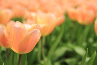 Bahar mevsiminde lale çiçekleriyle dolu tarla, turuncu lale.