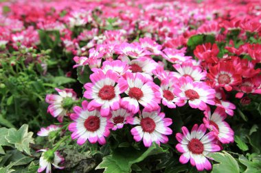 Dimorphotheca ecklonis ya da Osteospermum ya da Afrikalı Daisy çiçekleri tamamen çiçek açmış.