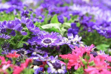 Dimorphotheca ecklonis ya da Osteospermum ya da Afrikalı Daisy çiçekleri tamamen çiçek açmış.