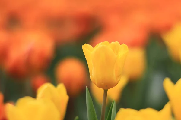 Tiro Tulipa Flor Freeman Jardim Abril — Fotografia de Stock