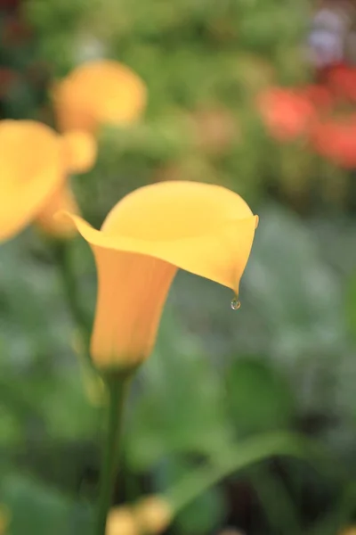Baharda Sarı Kalla Çiçekleri Kompozisyonu — Stok fotoğraf