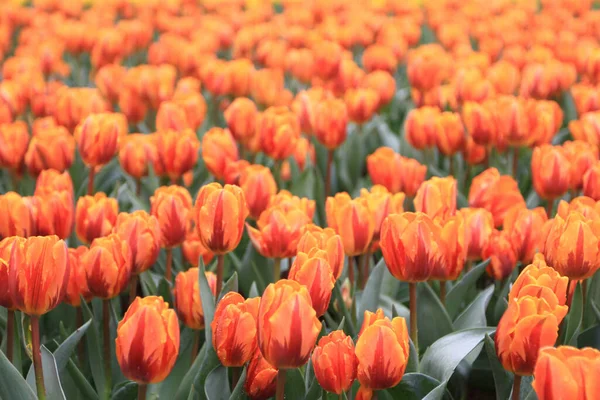 Orange Tulip Stand Out Flower Bed — Stock Photo, Image