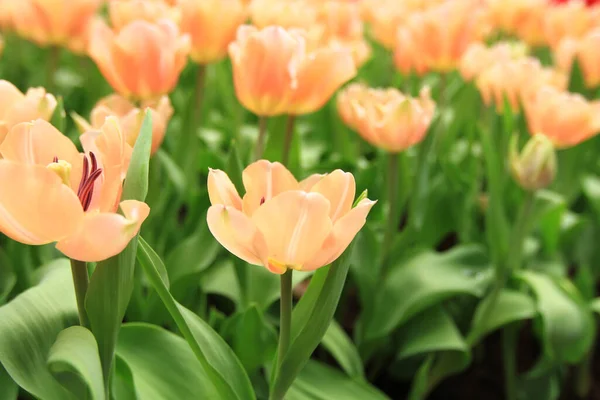 Colorful Tulip Flowers Field Spring Season Orange Tulip — Stock Photo, Image
