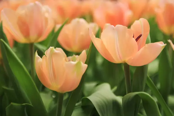 Kolorowe Pola Kwiatów Tulipanów Sezonie Wiosennym Pomarańczowy Tulipan — Zdjęcie stockowe