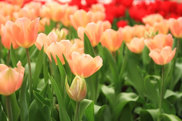Coloré Champ Fleurs Tulipes Printemps Tulipe Orange — Photo