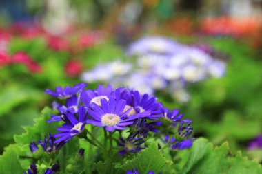 Dimorphotheca ecklonis ya da Osteospermum ya da Afrikalı Daisy çiçekleri tamamen çiçek açmış.