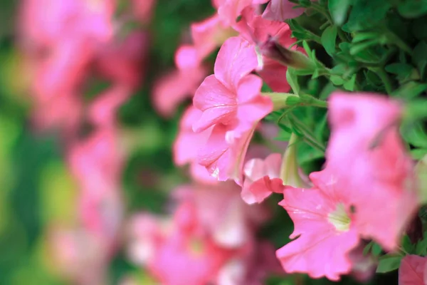 Gran Grupo Mixto Flores Impatiens Walleriana Soleado Jardín Verano —  Fotos de Stock
