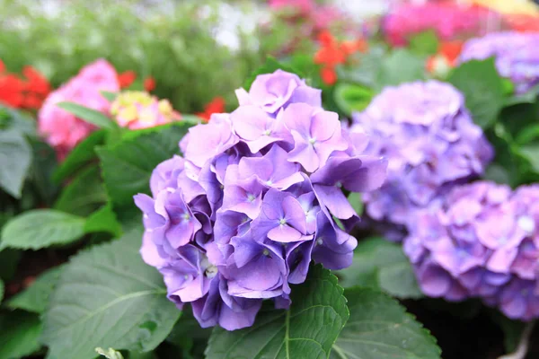 Cabeças Azuis Flores Hortênsia Canteiro Flores — Fotografia de Stock