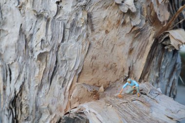 Dalları fırçalayan bir ressam misali.