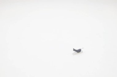 Beyaz tahtanın üzerindeki ölçekli kedinin eğlencesi