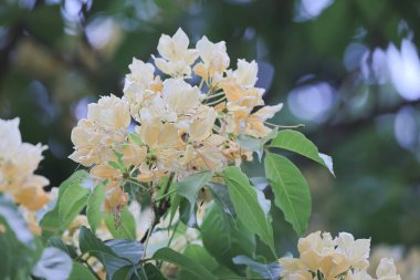 İlkbahar mevsiminde Crateva Unilocularis çiçek açar. Doğal arkaplan
