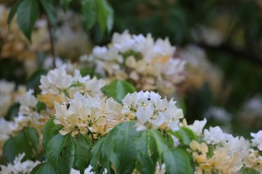 İlkbahar mevsiminde Crateva Unilocularis çiçek açar. Doğal arkaplan