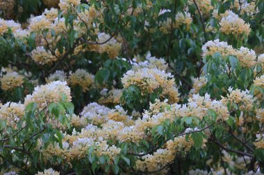 İlkbahar mevsiminde Crateva Unilocularis çiçek açar. Doğal arkaplan