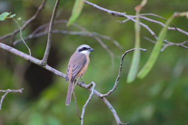 Great tit sitting on a tree branch in the park