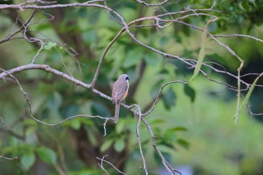 Great tit sitting on a tree branch in the park