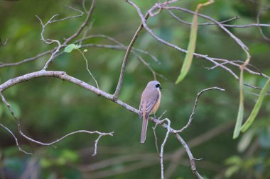 Great tit sitting on a tree branch in the park