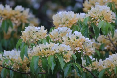 İlkbahar mevsiminde Crateva Unilocularis çiçek açar. Doğal arkaplan