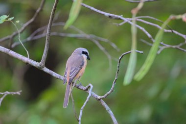 Great tit sitting on a tree branch in the park