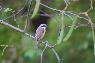 Great tit sitting on a tree branch in the park