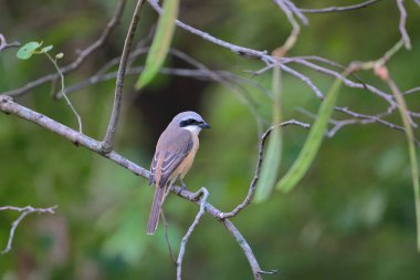Great tit sitting on a tree branch in the park