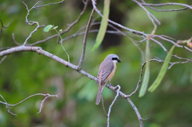 Great tit sitting on a tree branch in the park