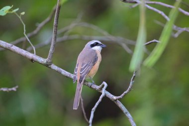 Great tit sitting on a tree branch in the park