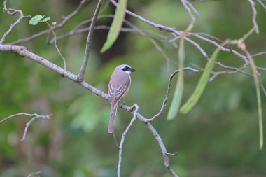 Great tit sitting on a tree branch in the park