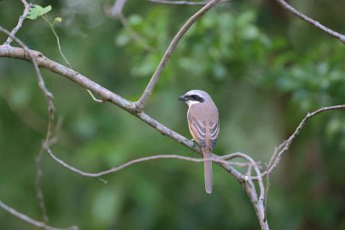 Great tit sitting on a tree branch in the park