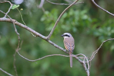 Great tit sitting on a tree branch in the park