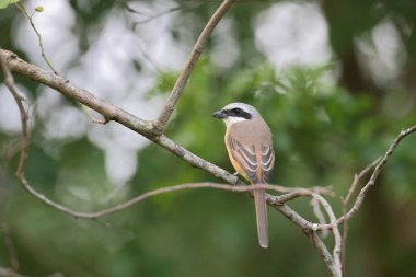 Great tit sitting on a tree branch in the park