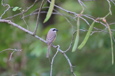 Great tit sitting on a tree branch in the park